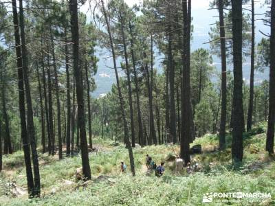 Pinares de Piedralaves;parque natural de la sierra calderona parque natural de aralar outlet ropa de